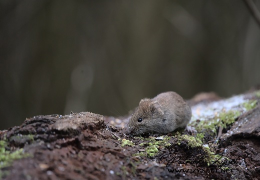 Rötelmaus (Myodes glareolus)