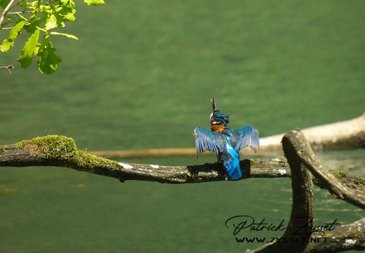 Eisvogel