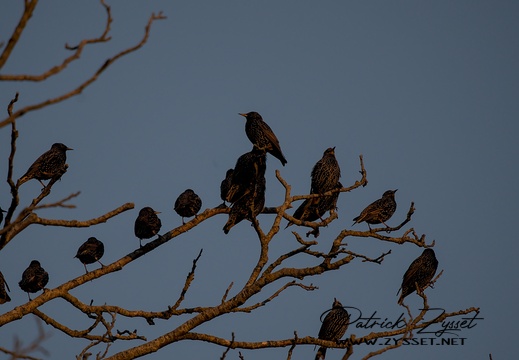 Versammlung der Stare