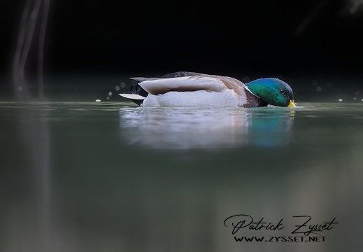 Stockente