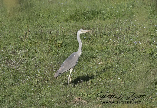 Graureiher