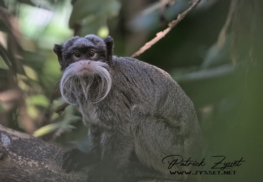 KAISERSCHNURRBART-TAMARIN