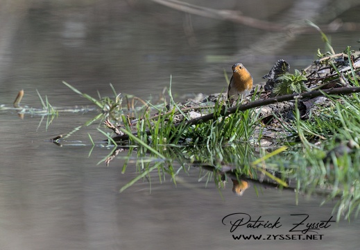Rotkehlchen am Wasser