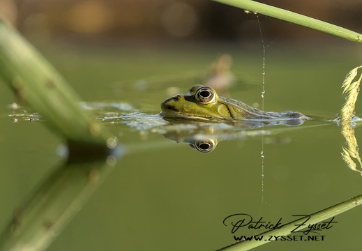 Wasserfrosch