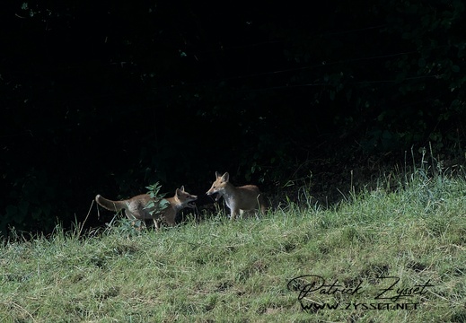 Spielende Fuchswelpen
