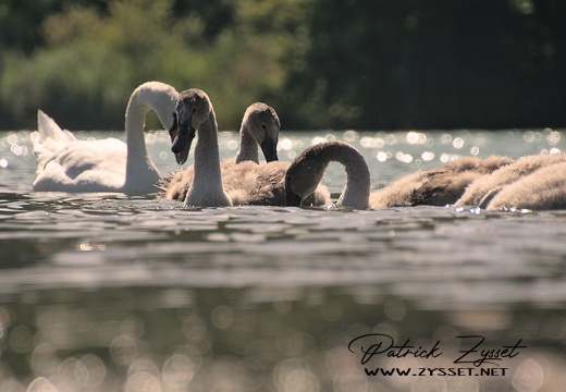 Schwanenfamilie