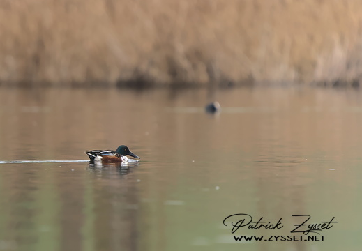 Löffelenten (Lobsigensee)