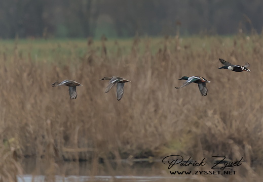 Löffelenten (Lobsigensee)