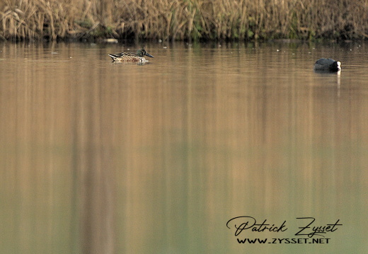 Löffelenten (Lobsigensee)