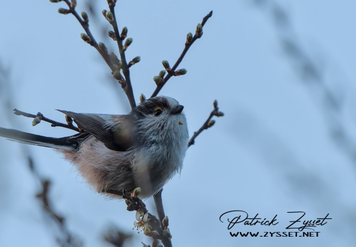 _DSC7199-ARW-DxO_DeepPRIME XD2