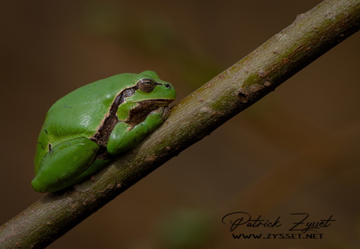 _DSC8322-ARW-DxO_DeepPRIME XD2-2