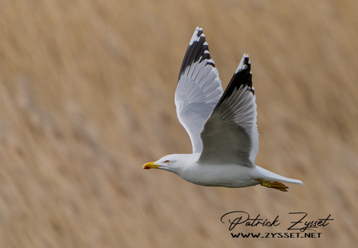 _DSC7996-ARW-DxO_DeepPRIME XD2