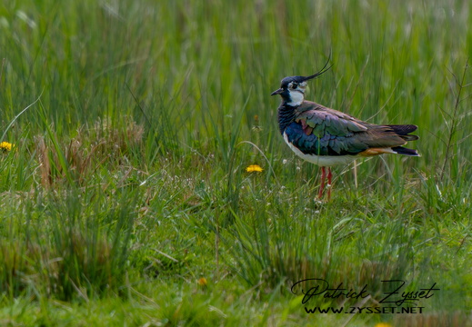 _DSC8250-ARW-DxO_DeepPRIME XD2-2