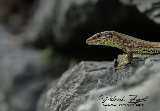 _DSC7867-ARW-DxO_DeepPRIME XD2_02-2