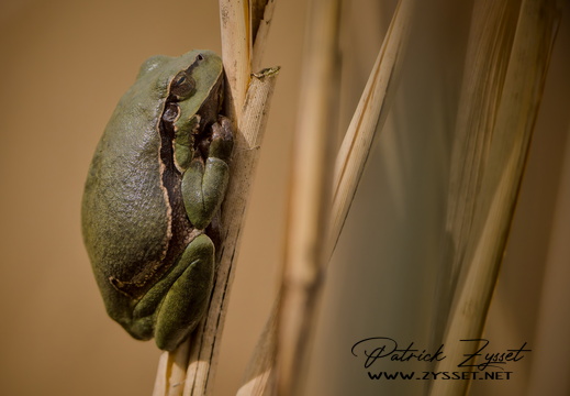 _DSC8305-ARW-DxO_DeepPRIME XD2_01