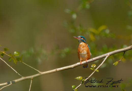 _DSC8751-ARW-DxO_DeepPRIME XD2-2