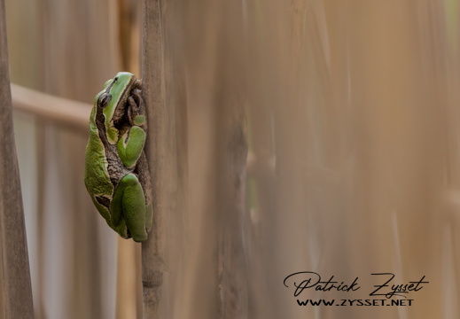 _DSC9048-ARW-DxO_DeepPRIME XD2