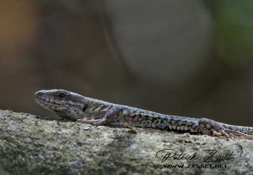 _DSC8889-ARW-DxO_DeepPRIME XD2