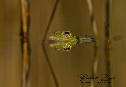 _DSC8634-ARW-DxO_DeepPRIME XD2-2