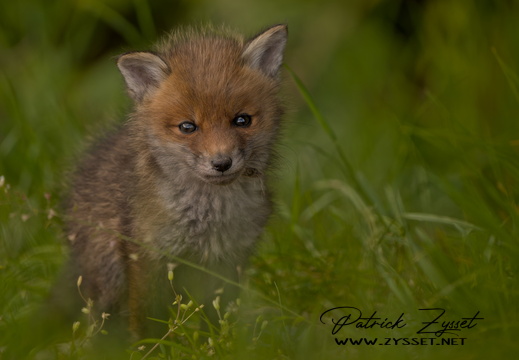 _DSC0116-ARW-DxO_DeepPRIME XD2