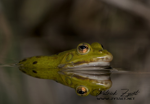 _DSC1005-ARW-DxO_DeepPRIME XD2