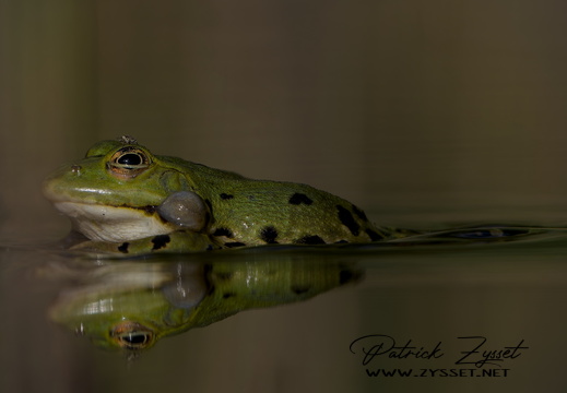 _DSC1010-ARW-DxO_DeepPRIME XD2_01