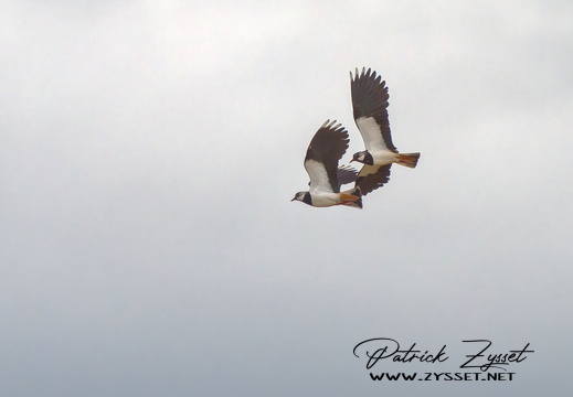 _DSC0490-ARW-DxO_DeepPRIME XD2