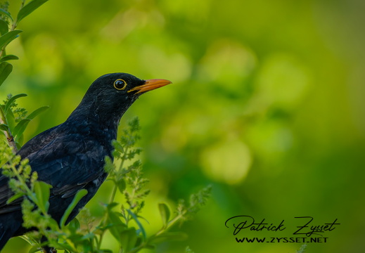 _DSC1033-ARW-DxO_DeepPRIME XD2-2