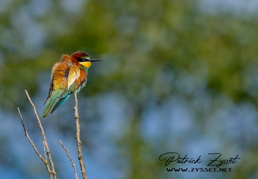 _DSC1795-ARW-DxO_DeepPRIME XD2-2