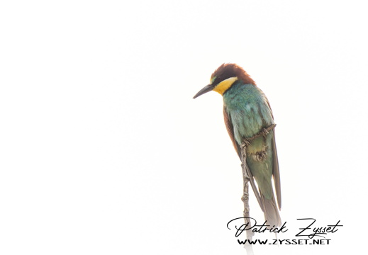 _DSC2008-ARW-DxO_DeepPRIME XD2-2