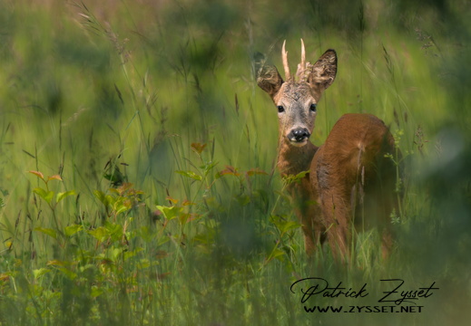 _DSC1976-ARW-DxO_DeepPRIME XD2-2