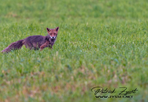 _DSC2237-ARW-DxO_DeepPRIME XD2-2