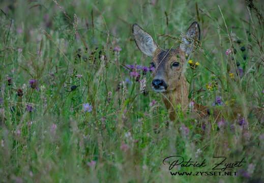 _DSC2509-ARW-DxO_DeepPRIME XD2-2