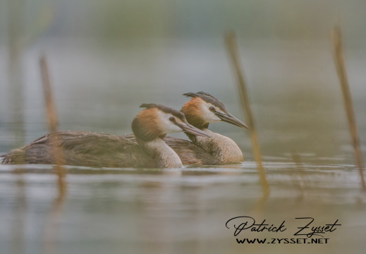 _DSC2337-ARW-DxO_DeepPRIME XD2-2