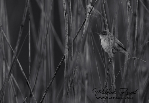 _DSC2468-ARW-DxO_DeepPRIME XD2-2