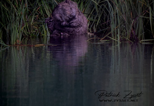 _DSC2252-ARW-DxO_DeepPRIME XD2-2