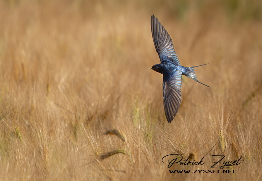 _DSC2618-ARW-DxO_DeepPRIME XD2-2