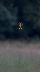 _DSC2859-ARW-DxO_DeepPRIME XD2