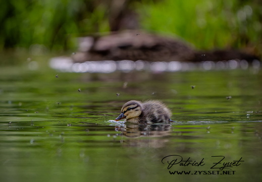 _DSC3565-ARW-DxO_DeepPRIME XD2-2