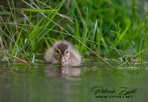 _DSC3698-ARW-DxO_DeepPRIME XD2-2