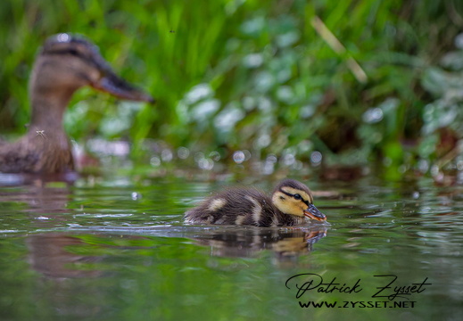 _DSC3584-ARW-DxO_DeepPRIME XD2-2