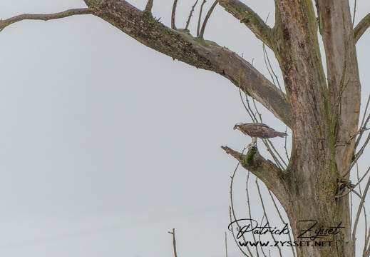 _DSC3821-ARW-DxO_DeepPRIME XD2-2