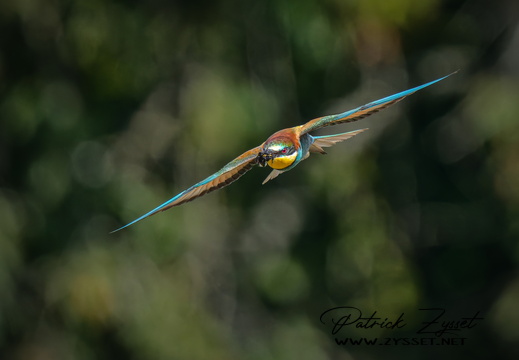 _DSC4986-ARW-DxO_DeepPRIME XD2-2