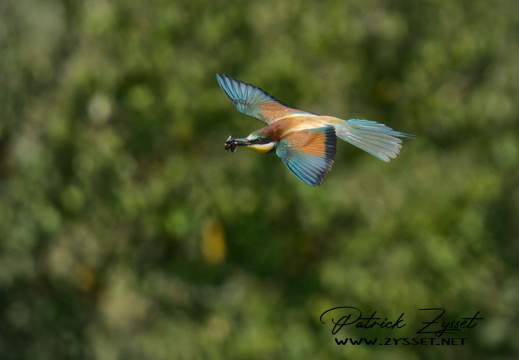 _DSC4971-ARW-DxO_DeepPRIME XD2