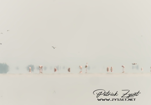 20240727_0151-ARW-DxO_DeepPRIME XD2