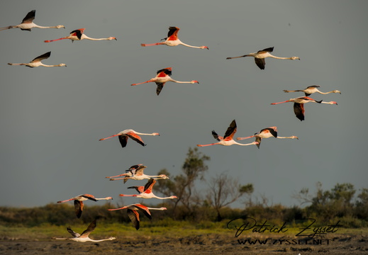 20240727_0291-ARW-DxO_DeepPRIME XD2