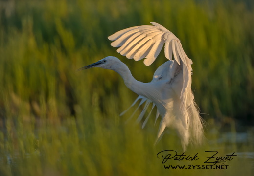 20240726_0361-ARW-DxO_DeepPRIME XD2