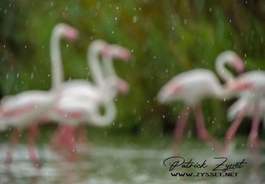 20240721_1125-ARW-DxO_DeepPRIME XD2-2