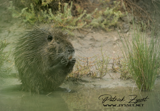 20240721_1439-ARW-DxO_DeepPRIME XD2