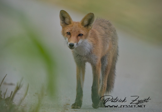 _DSC0718-ARW-DxO_DeepPRIME XD2